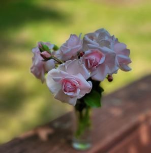 Meet your Posher, Trish